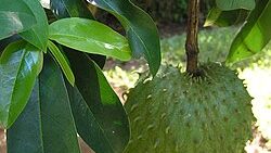 Soursop Leaf Extract